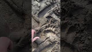 Siguiendo un rastro de oso pardo