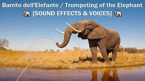 Cosa fa l'elefante barrisce?