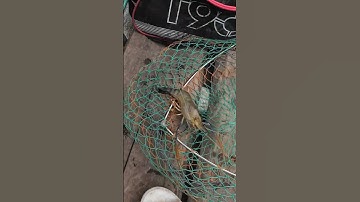 Câu trúng ổ tôm ăn lía lịa hết các bạn ơi#shorts #fishing #cautom