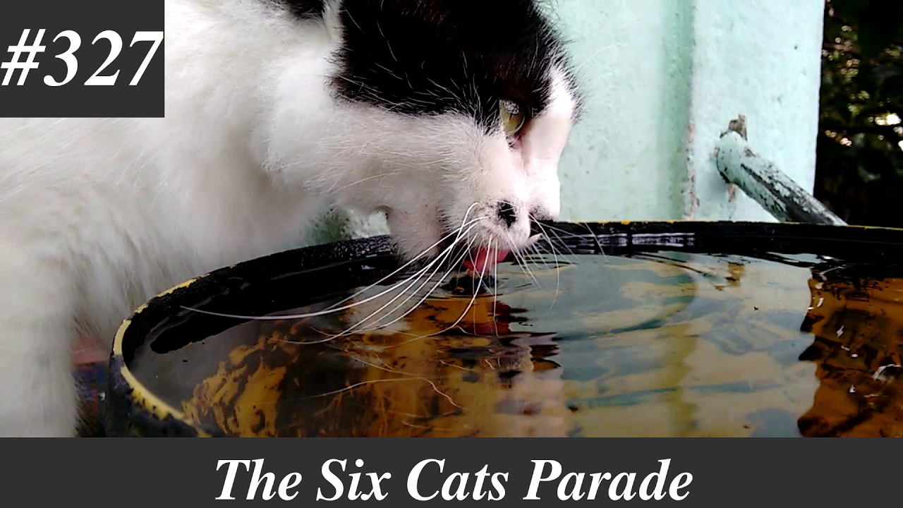 watershed Two ways to drink water, by Billy the black and white cat [Natural sounds]