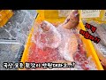 가락 재래 어시장 천기 누설 쉿! 참돔 농어 방어 횟감 만원대 실화? 가격 폭락 대박! Korean fish market channel.
