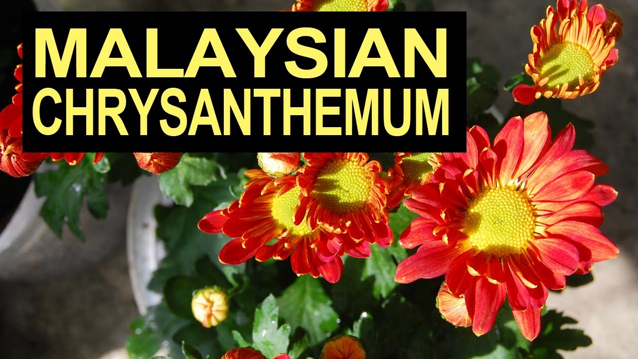 Malaysian Chrysanthemum YouTube