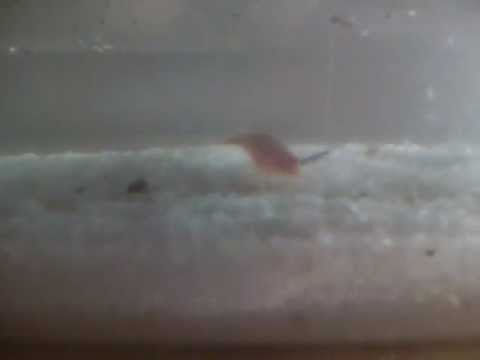 graffiti drawings triops new tank