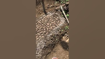 #jahemerah JAHE MERAH SUPER, SEMAI CUSTOMER ACEH 🔴