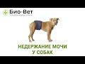 Недержание мочи у собак. Ветеринарная клиника Био-Вет.