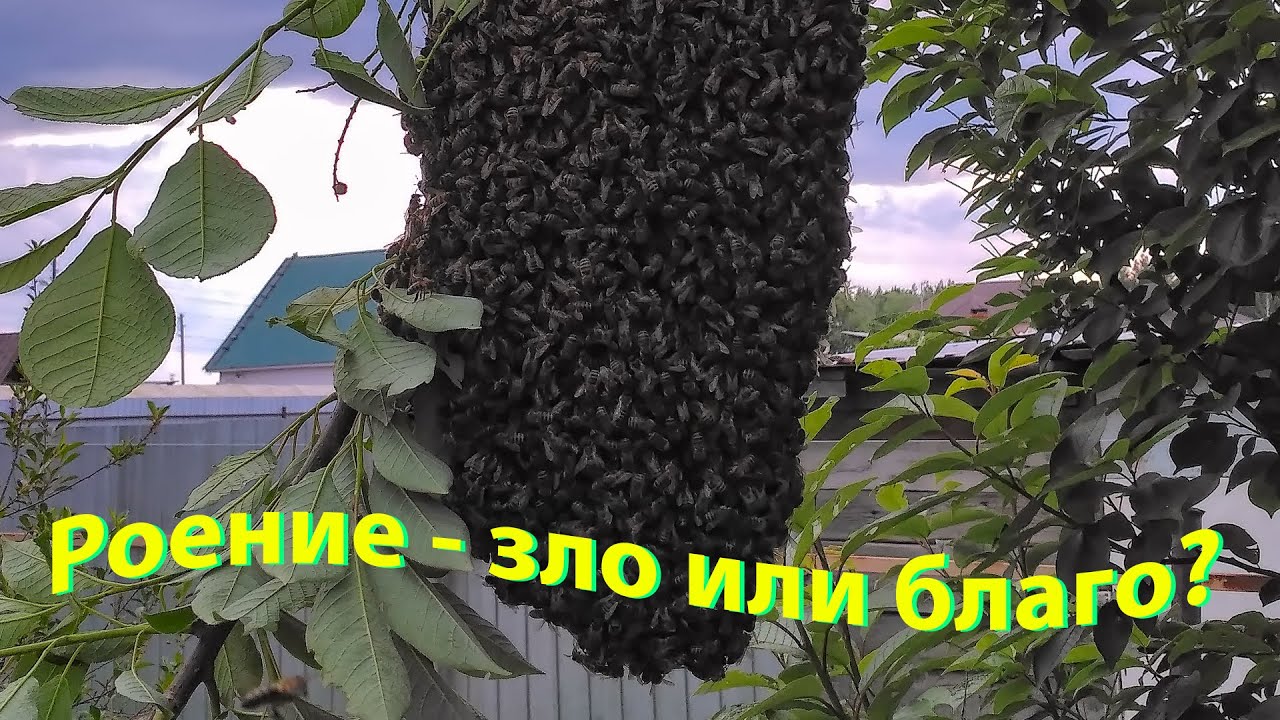 Профессор Кашковский: Роение - зло или благо?