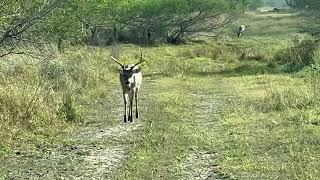 South Texas Cull Buck