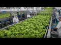 The Green Banana Processing Factory You’ve Never Seen Before