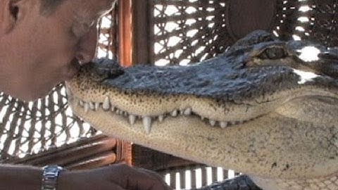 Snake Bytes TV - Guy Kisses Gator in Chicago: SnakeBytesTV