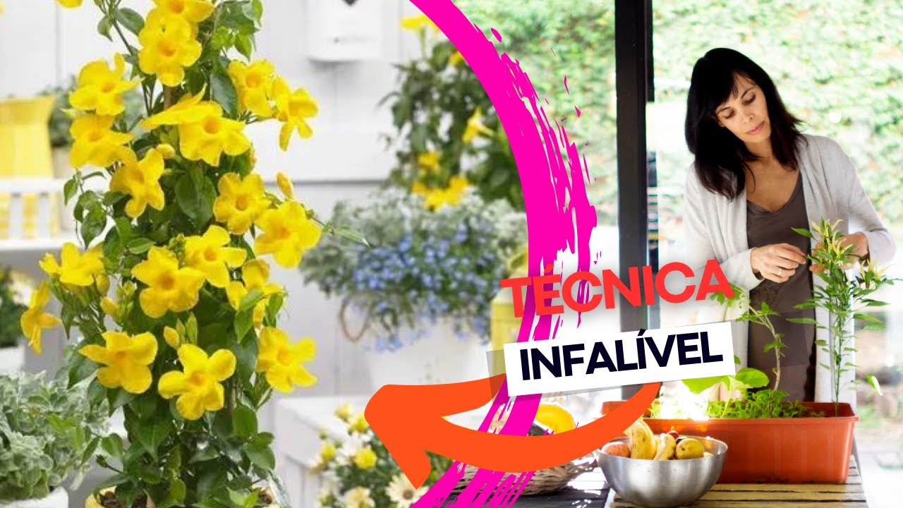 Guia Passo a Passo: Como Fazer Mudas de Dipladenia (Mandevilla)