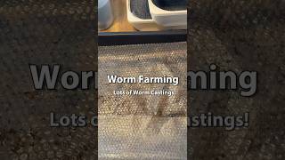 Worm Farming For Beginners | Worm Castings #vermicomposting