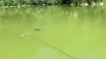 Soft Robotic Fish Out-swims Local Creatures in a Lake