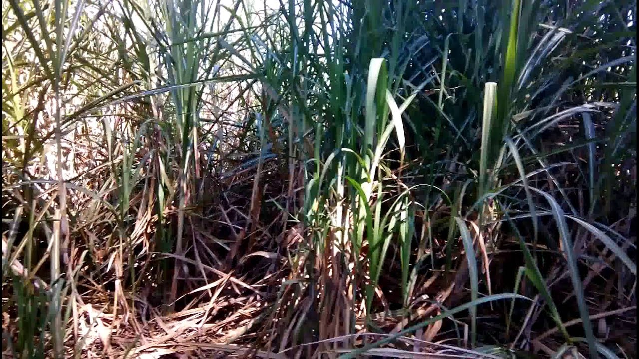 finca caña 7 5 Guiscoyol, Escuintla YouTube