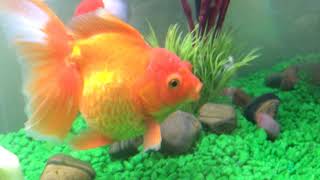 Bruce the Massive Goldfish by James Richings 341 views 5 years ago 44 seconds