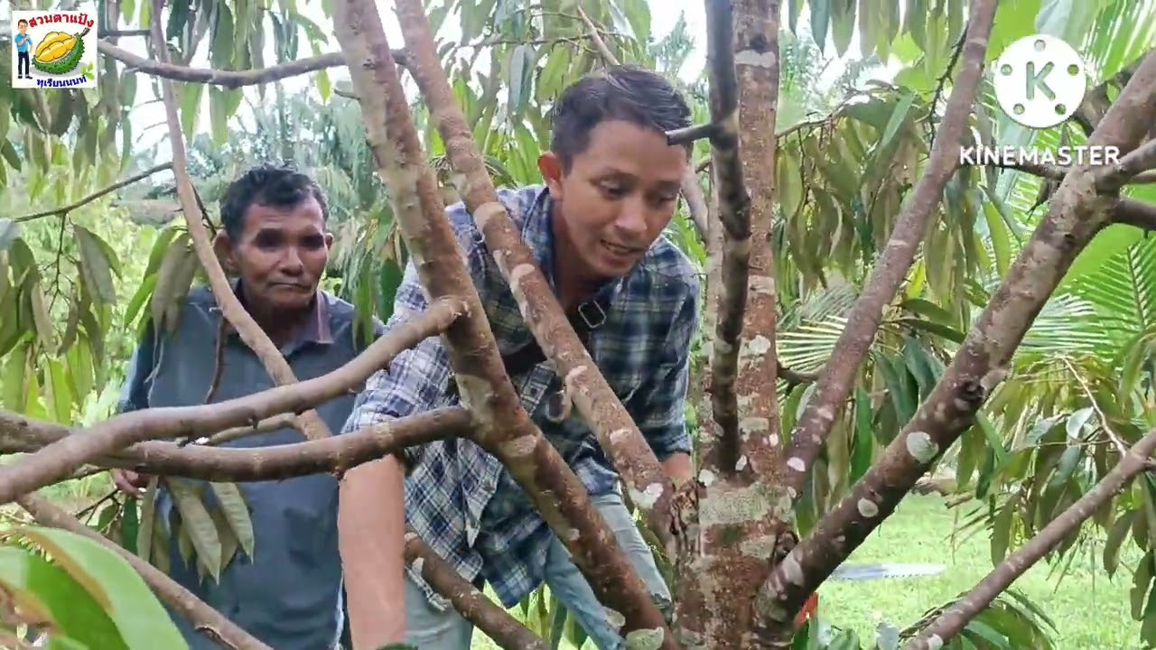 การตัดแต่งกิ่งทุเรียน เพื่อให้โตไว กิ่งใหญ่ เตรียมพร้อมให้ดอก #กระบี่