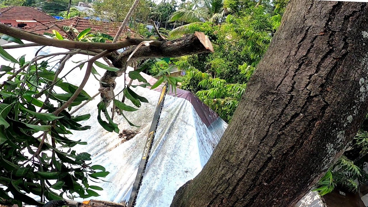 மாமரம் /Mango tree cutting with Petrol chainsaw in India / 