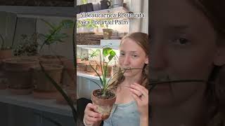 How to Grow Houseplants from Seed (Part 2)  #indoorgarden #indoorplants #tropicalplants #seeds