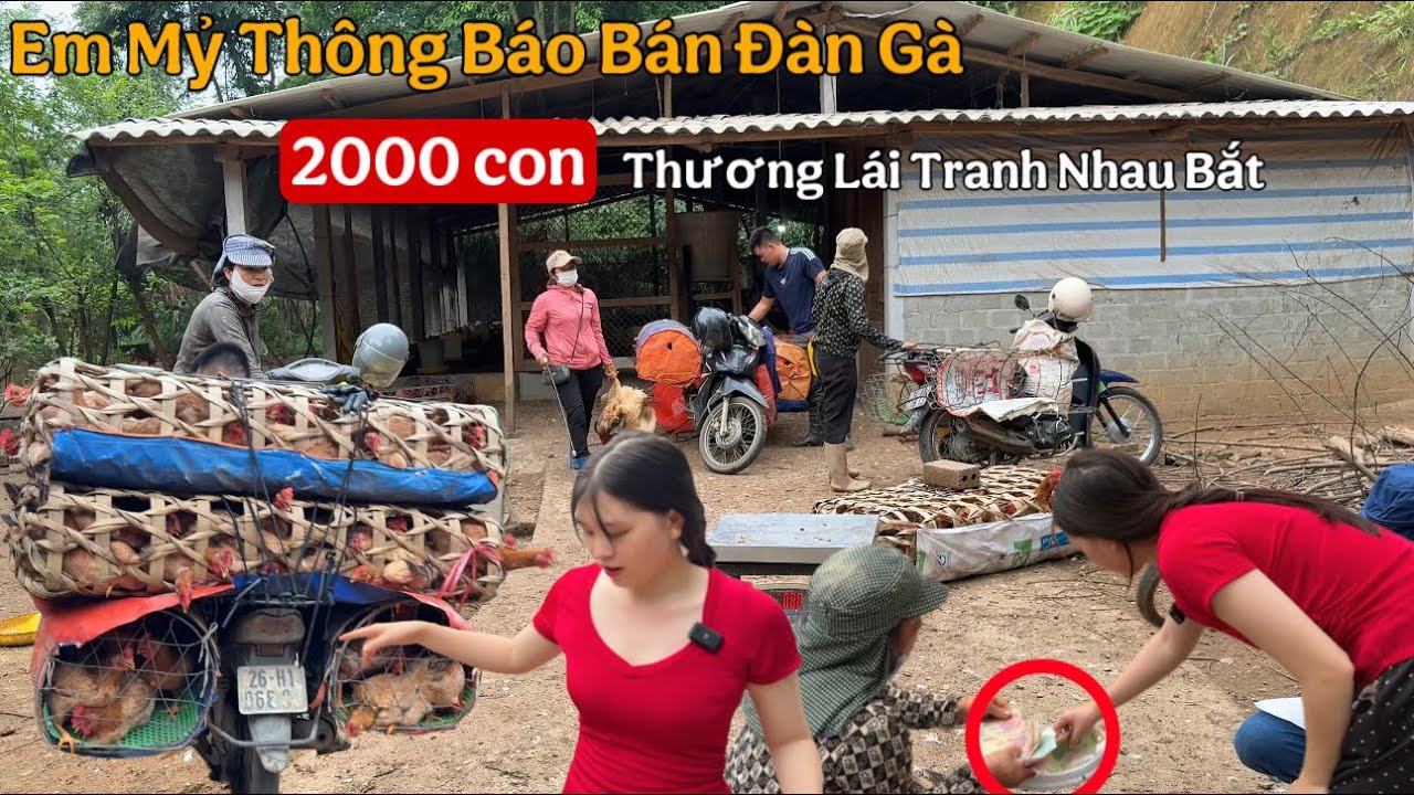 Em Mỷ Thông Báo Bán Đàn Gà 2000 Con. Thương Lái Tranh Nhau Bắt | Em Mỷ TV