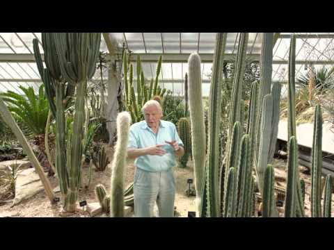 Видео: Отглеждайте пустинни растения