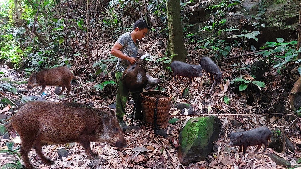 Капкан на дикого кабана в тропических джунглях — мужчина выживает в одиночку в дикой природе