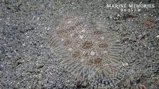 Flounder (f. Bothidae) | Sarangani Bay