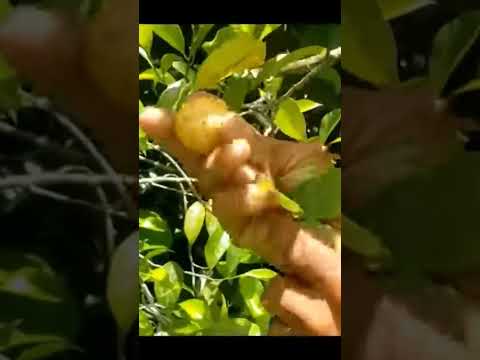 Is this really how the NUTMEG fruit looks?