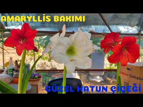 Amaryllis (Güzel Hatun Çiçeği) Bakımı/Soğanlı Bitkiler