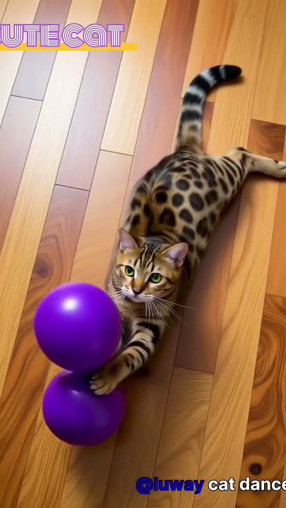 cat video#cat#cuteanimal#shortvideo