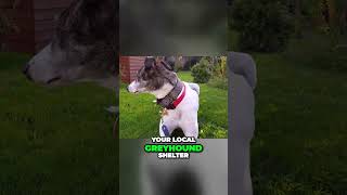 How to adopt a Greyhound #dog #adoptagreyhound #greyhound #greyhounds