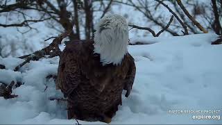 Decorah North Nest 1-20-23 Snowy nest visit, closeups