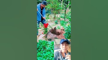 khám phá nghề bứng gốc dừa ở miền tây cực độc lạ #shorts