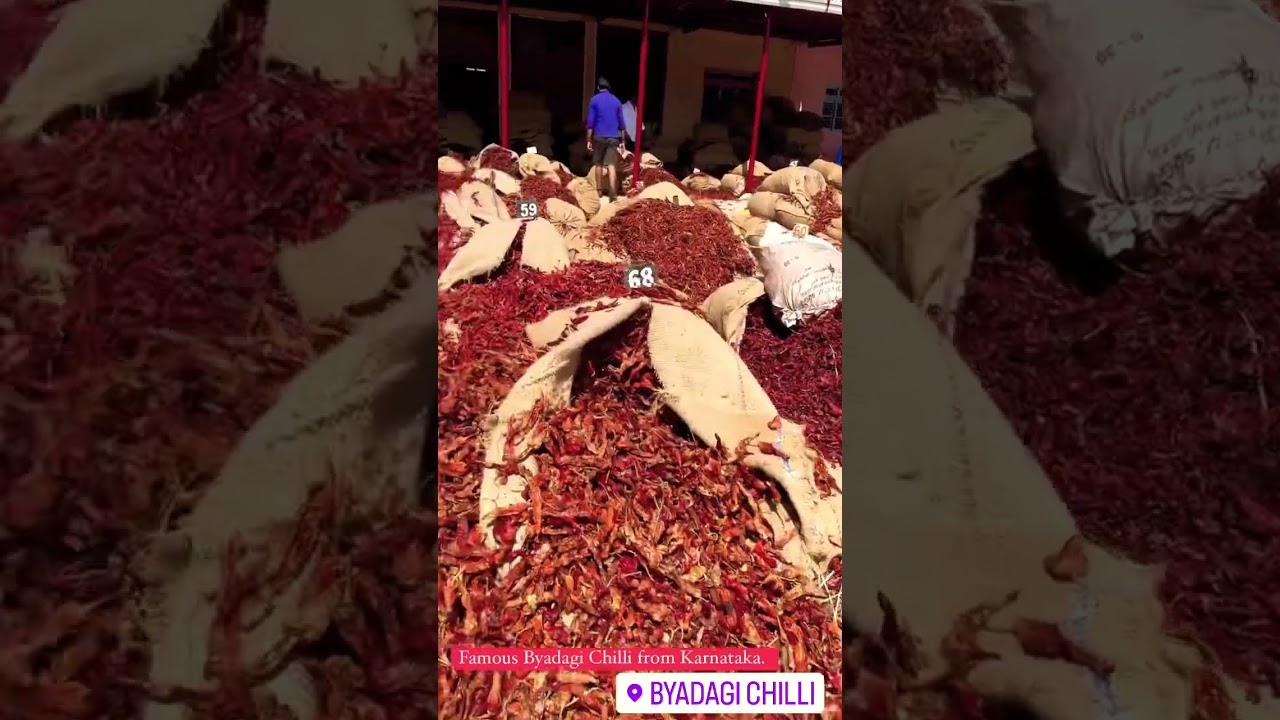 Video thumbnail: #shortsvideo #byadgi #chilli #karanataka #reelskarofeelkaro #travel #vocalforlocal #indiatravel