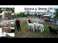 Alpaca and Sheep Leave the Farm - Chicken Run/Avery Complete