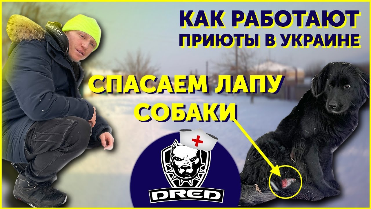 Машина для отлова собак