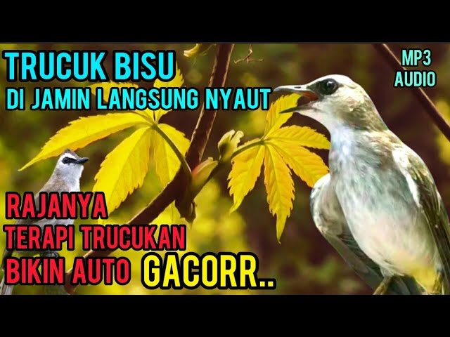 TERAPI TRUCUKAN BIAR CEPAT GACOR, TERAPI AMPUH UNTUK TRUCUK OBYOKAN / BAKALAN, TRUCK STRES AUTO JOS. class=