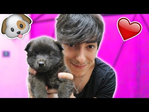 🐶 I BOUGHT A NEW DOG! | PEPIYOS