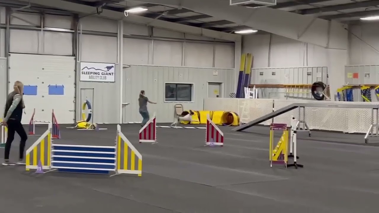 Brittany Agility - Novice Standard First Q - Maiya