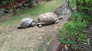 relising a big soft turtle nehru zoo park hyd screenshot 1