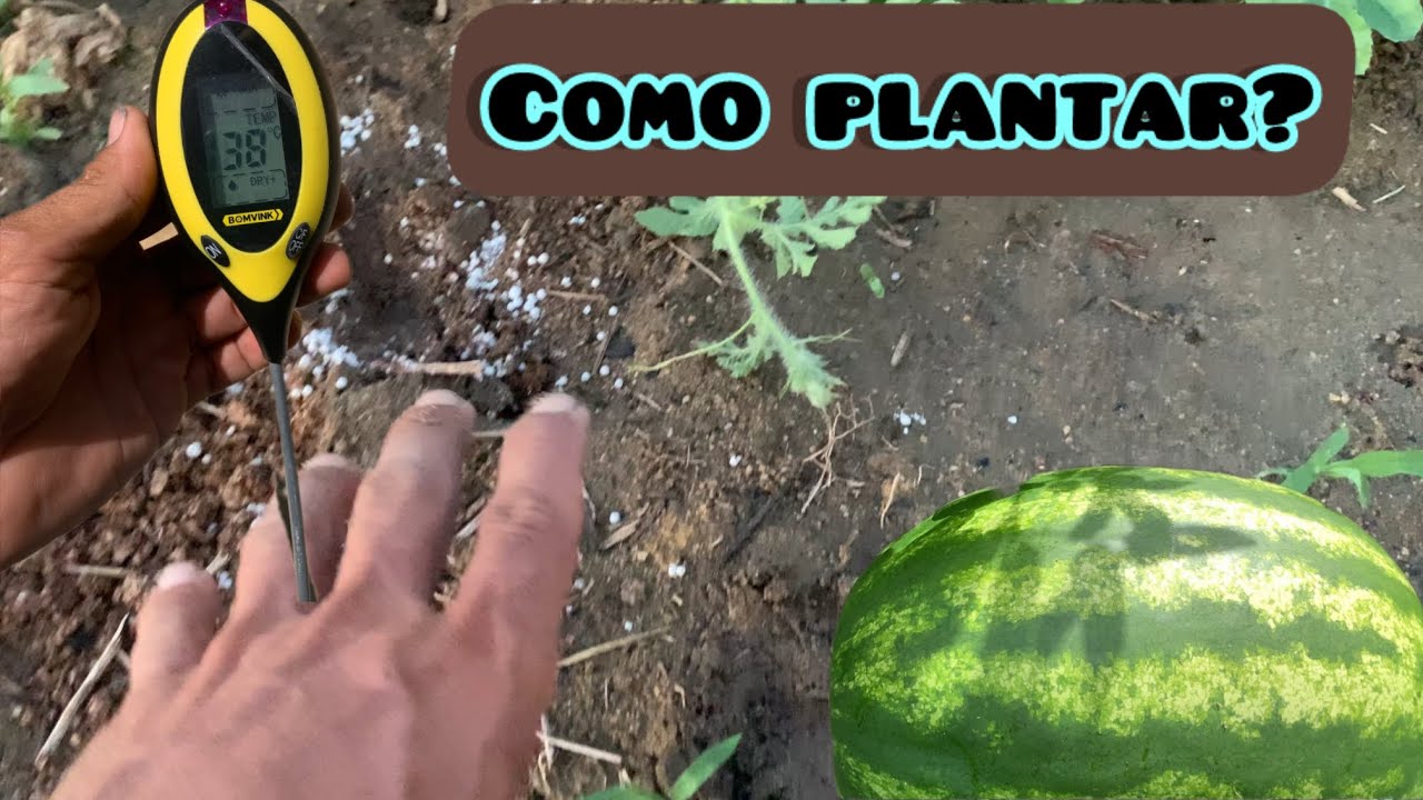 COMO PLANTAR MELANCIA ￼( PASSO A PASSO )EM NÍVEL PROFISSIONAL SENDO INICIANTE !!￼