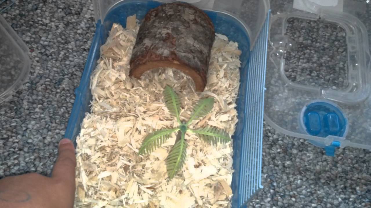 camera iphone 8 plus apk snakes for beginners part 2 accessories