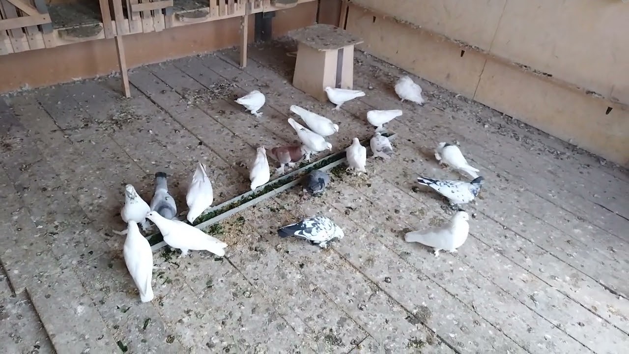 Таджикский голуби( Чини)( Сочи) и (Черноносые) Гон молодых. Иркутск .голуби@#