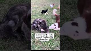 Our mature male livestock guardian dog can’t stand puppies. The border collie pups still try.