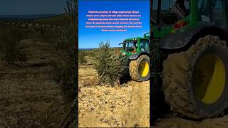 Tree Rescue! 🚜🌳 Saving Wind-Blown Olive Trees #olive #oil #farming #village #farmer #farm #how #tree