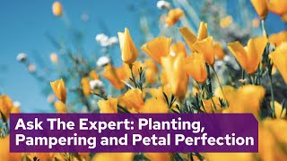 Ask The Expert: Planting, Pampering and Petal Perfection