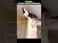 Ranking Funniest Husky Dog Moments #shorts  #dogshorts  #funny #comedy #huskies  #ranking#dog