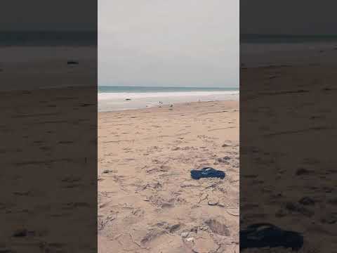 Honestly, just seagulls having an argument