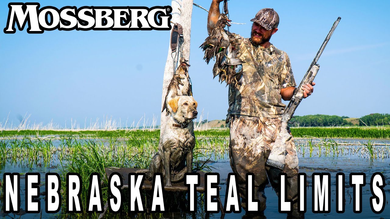 Two Man LIMIT of Teal in Nebraska!