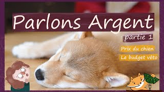 Shiba : mais combien ça coûte ? (Partie I : prix du chien, budget vétérinaire)