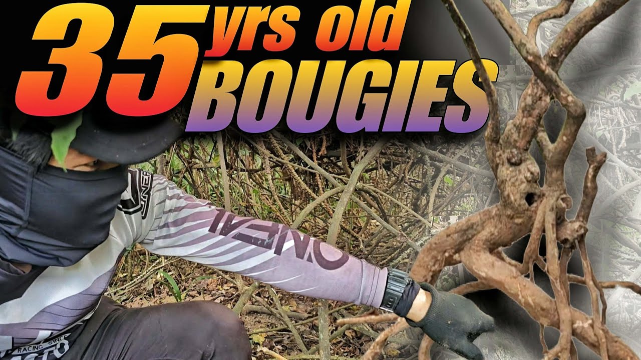 Binahayan na ng Anay sa Katandaan