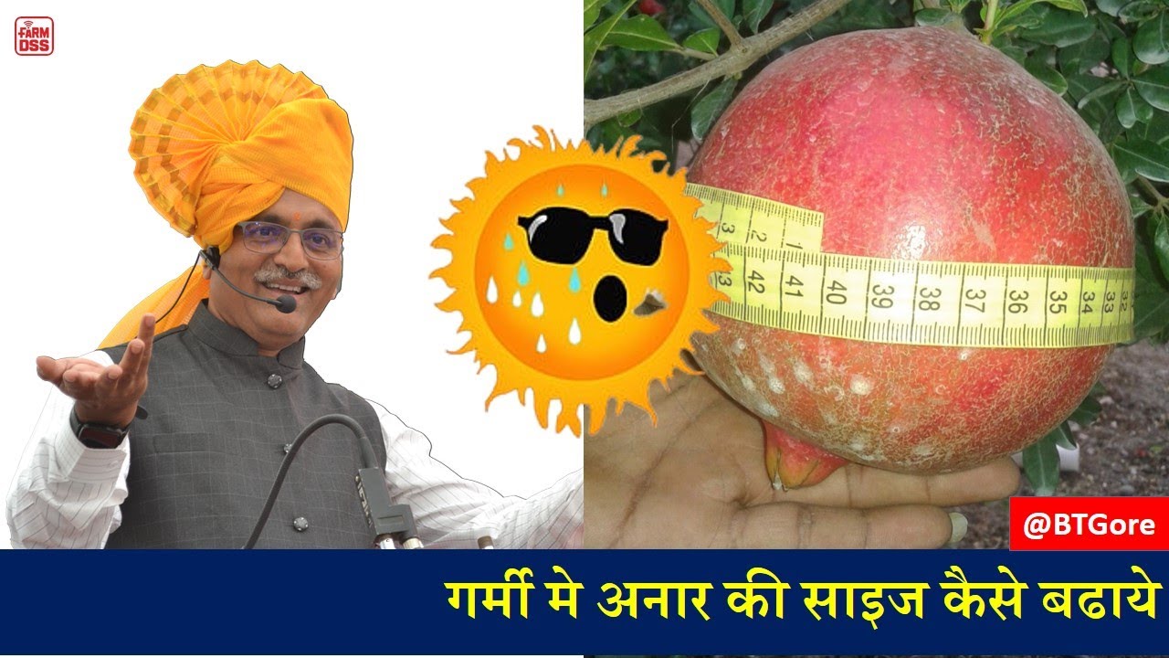 How to increase Pomegranate Size in Summer 